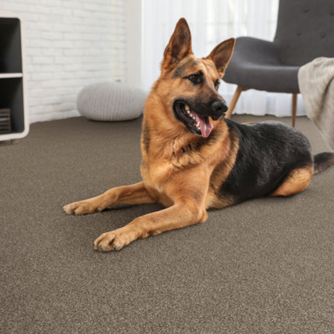 A mixed breed Greyhound-Shepard dog lying on a carpeted living room floor, looking attentive and relaxed with its tongue slightly out.